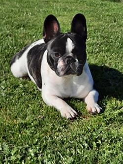 Djamila Frenchie vom Elisabeth-Brunnen